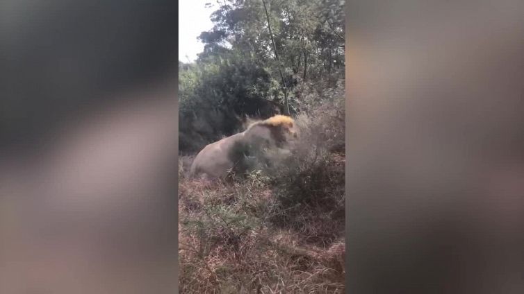 Panico nella savana: il leone si sveglia in anticipo dall'anestesia
