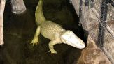 Alligatore bianco ingoia un tesoro sorprendente: la scoperta in uno zoo