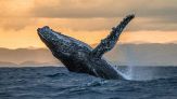 Svelato il mistero del canto delle balene, ma ora scatta l’allarme: sparirà per sempre