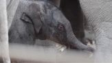 Cucciolo di elefante nato nello zoo di Copenaghen, è una femminuccia: le tenere immagini