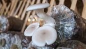 Come si coltivano i funghi in casa: i trucchi e le tecnologie smart per farli crescere