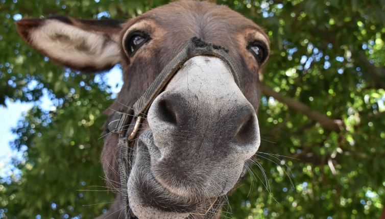 L’asino Petey assiste la cavalla cieca Luna: la loro storia fa commuovere il web
