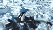 Orche intrappolate nel ghiaccio: il branco non riesce a tornare in mare aperto