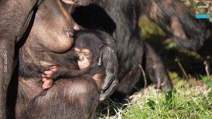 Festa allo Zoo: è nato un tenerissimo scimpanzé