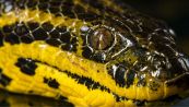 Scoperta nuova specie di anaconda gigante: le sue dimensioni fanno paura