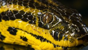 Scoperta nuova specie di anaconda gigante: le sue dimensioni fanno paura