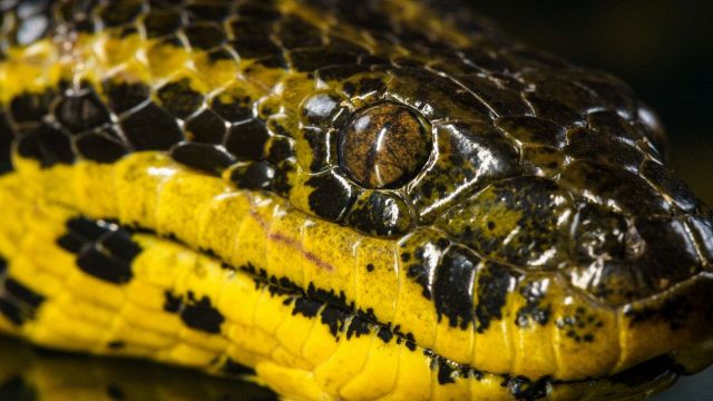 Anaconda gigante: la scoperta