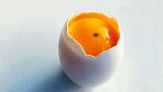 Tuorlo d'uovo, cos'è il puntino rosso sangue: si può mangiare o no?