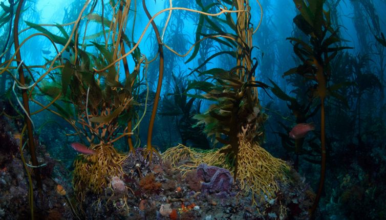 Cosa mangeremo dopo un’esplosione nucleare: ci nutriremo solo di kelp