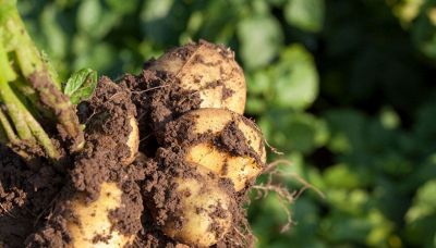 Come coltivare le patate in sacco e in che periodo si piantano: la guida