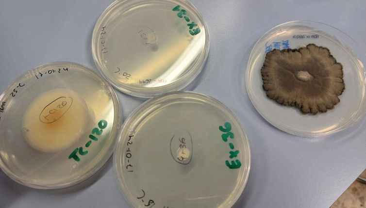Funghi pericolosi nell’acqua: l’inquietante scoperta fatta per caso