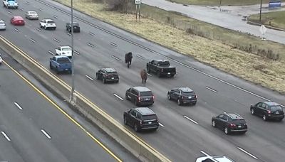Due cavalli della polizia corrono "contromano" in autostrada
