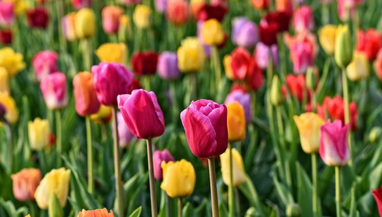 Quando e come piantare i bulbi di tulipano in vaso: tutti i trucchi
