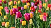 Quando e come piantare i bulbi di tulipano in vaso: tutti i trucchi