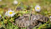Come si riconosce un serpente velenoso e quali sono i più comuni in Italia