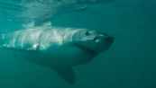 Lo squalo bianco fugge dai suoi predatori: la lotta con l'orca è incredibile