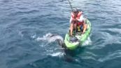 Lo squalo capovolge il kayak: panico tra le onde