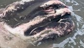 Mostro marino spiaggiato in Italia: è un gigantesco pesce luna
