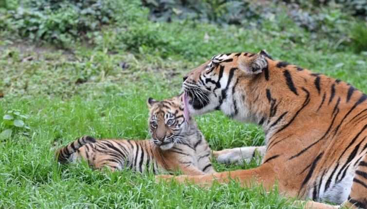 La prima uscita 'pubblica' di Kala, la tigrotta di Sumatra del Bioparco di Roma