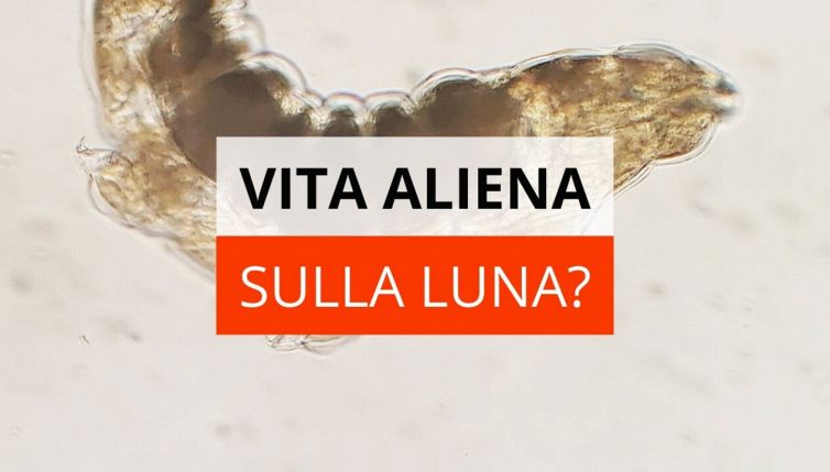 Vita aliena sulla Luna: i tardigradi hanno colonizzato il satellite?