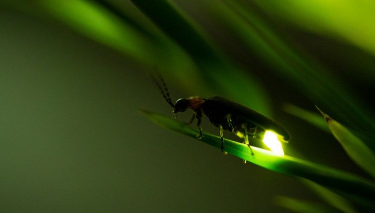 Svelato il mistero delle lucciole: come fanno a fare luce e perché si illuminano
