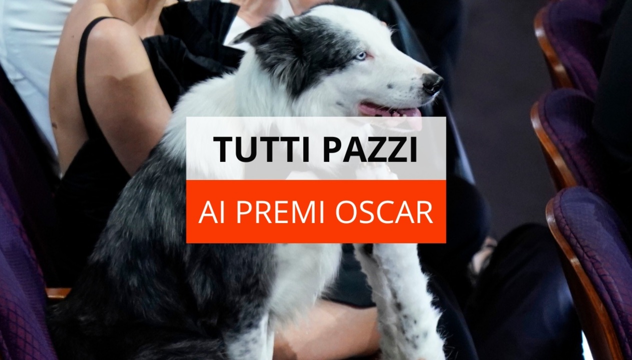 Il cane Messi agli Oscar 2024 applaude i colleghi: come ha fatto