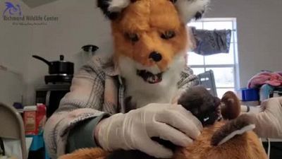 La veterinaria si traveste da volpe per allattare la cucciolotta