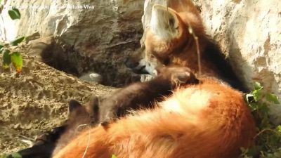 Due piccoli "lupi della criniera" nati in Parco nel Veronese