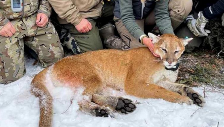 L'incredibile viaggio del puma