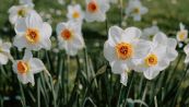 Come coltivare il narciso, il fiore della primavera: quando si piantano i bulbi