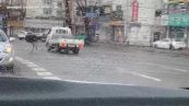 Corea del sud, struzzo semina il caos tra le strade della città di Seongnam