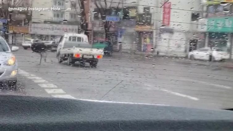 Corea del sud, struzzo semina il caos tra le strade della città di Seongnam