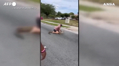 Florida, cattura un alligatore dalla strada a mani nude