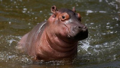 L'ippopotamo maschio era in realtà femmina, sorpresa allo zoo di Osaka in Giappone