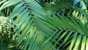 Come curare la palma della fortuna, la magica pianta che mangia l'umidità