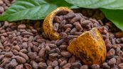 Perché il prezzo del cacao sta salendo alle stelle