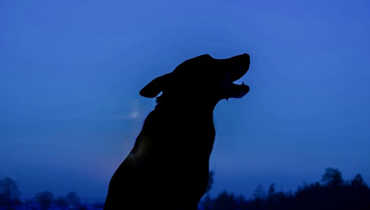 Gli effetti dell'eclissi di Sole sugli animali: panico e paura tra gli ospiti dello zoo