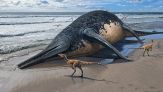 Bambina trova i resti di un mostro marino in spiaggia: la scoperta è da record