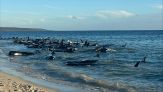Oltre 160 balene spiaggiate in massa, l’inquietante ritrovamento: cosa sta succedendo