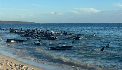 Oltre 160 balene spiaggiate in massa, l’inquietante ritrovamento: cosa sta succedendo