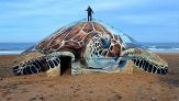 Una tartaruga gigante è apparsa in spiaggia in Normandia sui resti della Seconda Guerra Mondiale
