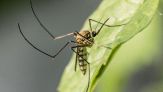Cannella contro mosche e zanzare: il rimedio naturale contro gli insetti