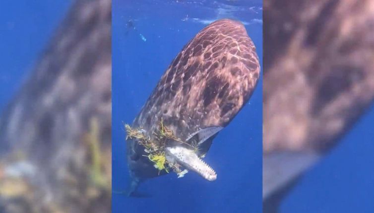 La balena intrappolata dai rifiuti: il salvataggio è commovente