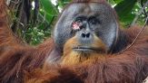 L’orango si cura da solo: “dottor” Rakus ha sconvolto gli scienziati