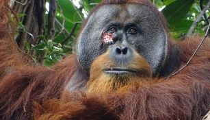 L’orango Raku sconvolge tutti