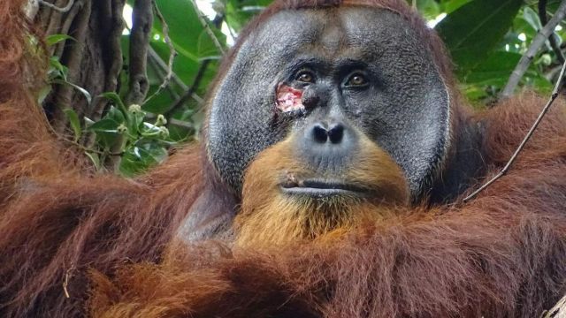 L’orango Raku sconvolge tutti