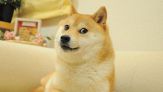 È morta Kabosu, la cagnolina del meme Doge: era la più famosa del web