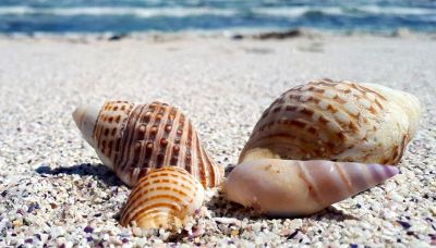 Multa da 80mila euro per le conchiglie: quanto si rischia in spiaggia