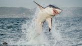 Attacchi di squalo in aumento per colpa del riscaldamento globale