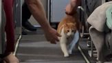 Sull'aereo spunta il gattino: il video è virale